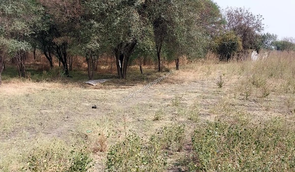 A quiet section of the property featuring native trees and dry brush slated for future development phases at Prestige Golden Grove